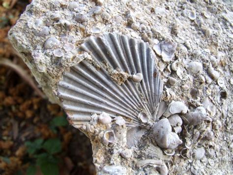 Where to Find Fossils in Texas (5 Must Visit Sites!).